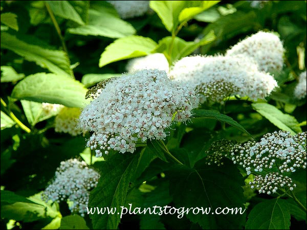 This group of shrubs had large white flowers.  (June 13)